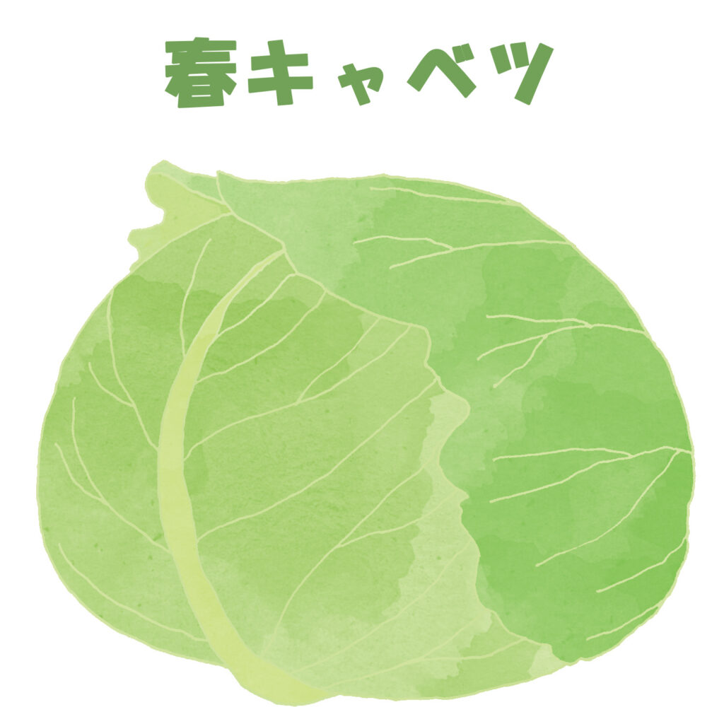 春キャベツ